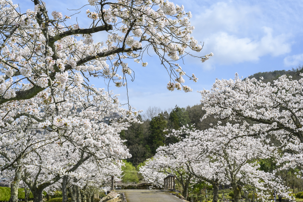万葉の里 味真野苑、桜 、４月の春の花、福井県越前市の観光・撮影スポット